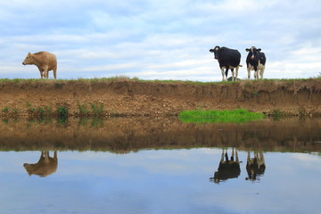 British Friesian cows graze on the farmland around river Axe in East Devon