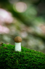 mushroom