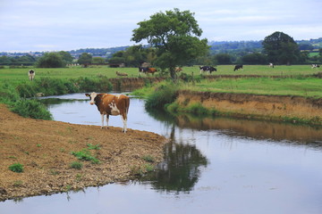 British Friesian cows graze on the farmland around river Axe in East Devon