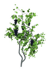 Naklejka premium 3D Rendering Grapevine on White