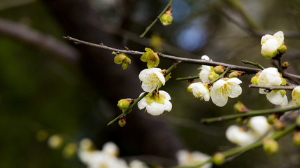 Plum blossom