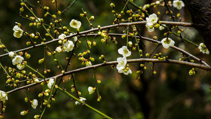 Plum blossom