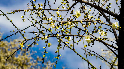 Plum blossom