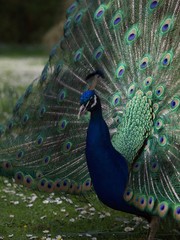 Peacock /Parc de Bagatelle,Paris 