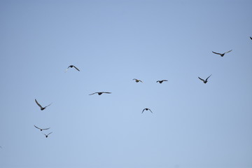 aves volando