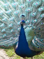 Obraz premium peacock / Parc de Bagatelle,Paris