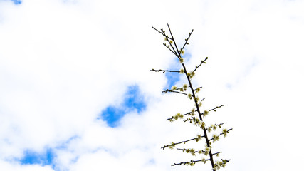 Plum blossom