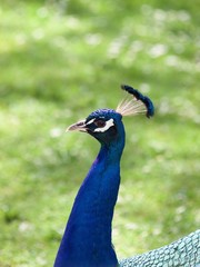 Obraz premium peacock / Parc de Bagatelle,Paris