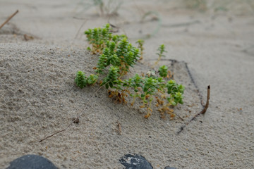 Düne mit Queller an der Küste