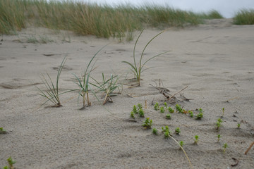 Düne mit Strandhafer