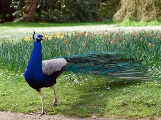 peacock / Parc de Bagatelle,Paris