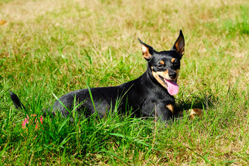 Dog lies on the grass. The miniature Pinscher. A mini Doberman.
