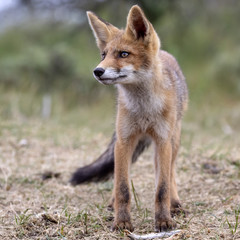Fototapeta premium Red fox