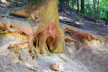 Tree roots sticking out of the ground. Rows of trees in park with roots sticking out of ground