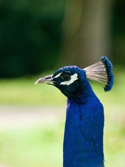 peacock / Parc de Bagatelle,Paris