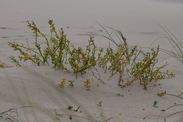Queller wächst im Sand