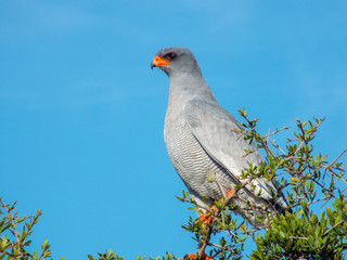 A Pale Chanting Goshawk sits on a thorn tree in the Addo Elephant Park, South Africa.