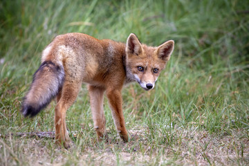 Red fox