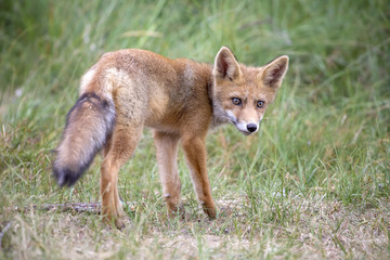 Red fox