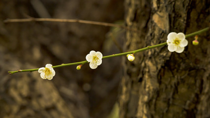 Plum blossom