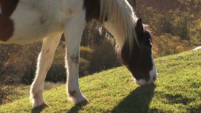 White and brown mule