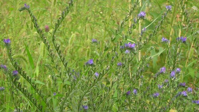 Summer Salvia pratensis with blue flowers and green leaves on a clearing in summer in herbage in the Caucasus Mountains