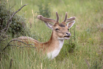 Fallow deer