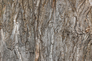 bark of an old tree