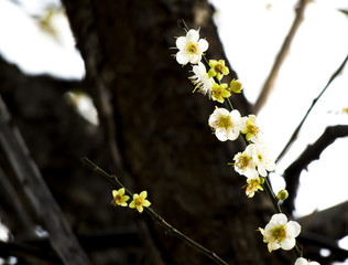 Plum blossom