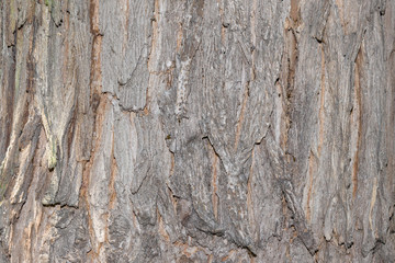 Fototapeta premium bark of an old tree