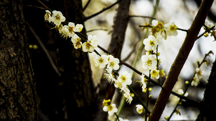 Plum blossom