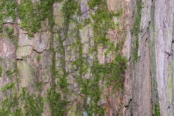 bark of an old tree
