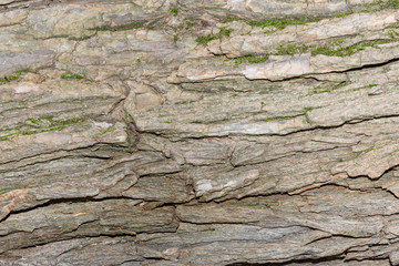 bark of an old tree