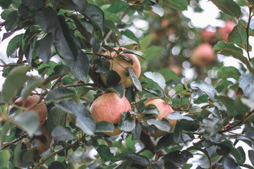 Reife Äpfel am Baum