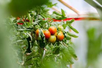 Tomaten im Gewächshaus