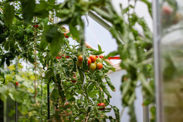 Kleine Tomaten im Gewächshaus