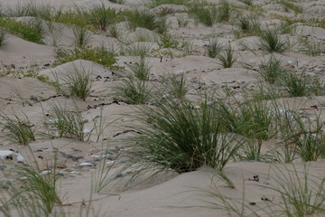 Angepflanzter Strandhafer