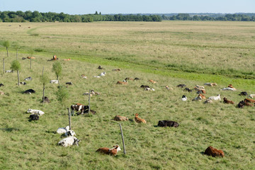 Cows in Oxfordshire