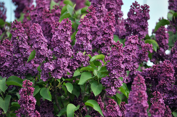 Lilac bush is purple