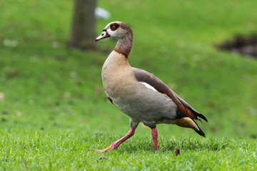 Wild birds near the lake in the park