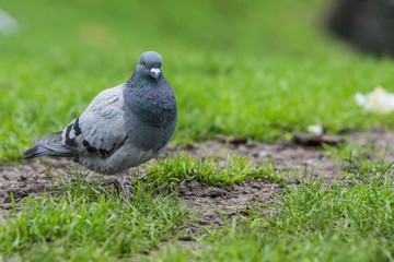 Wild birds near the lake in the park