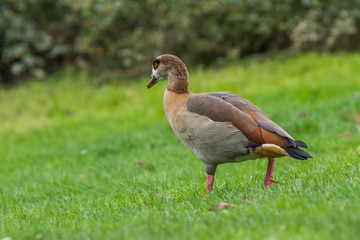 Wild birds near the lake in the park