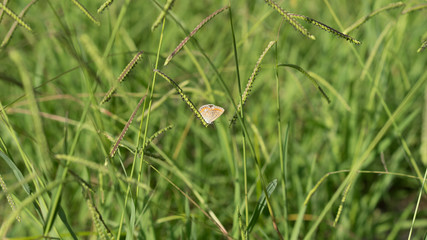 little butterfly Polyommatus Icarus on a background of green grass stems