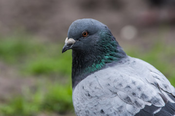 Wild birds near the lake in the park