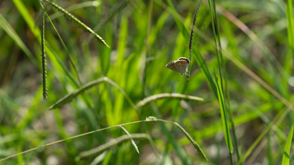 little butterfly Polyommatus Icarus on a background of green grass stems