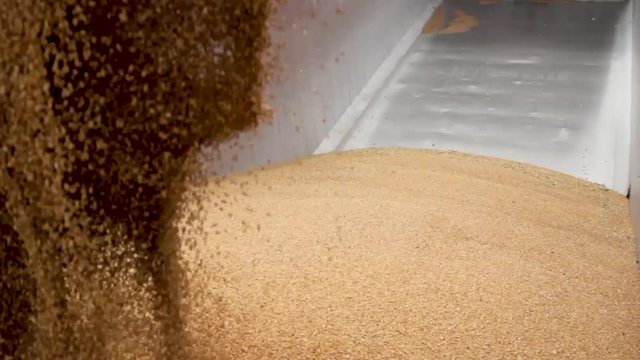 close-up empty lorry truck filling whith grain from a combine