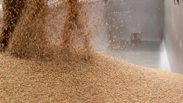 detailed empty lorry truck filling whith grain from a combine