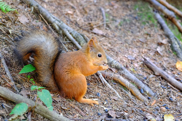 Naklejka na ściany i meble Squirrel sitting on the ground. Bites the seed. Keeps front paws