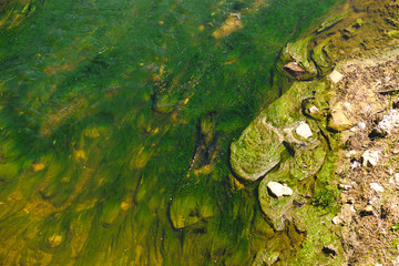 Algae Water pollution. Dirty pond, river, the lake . Environmental pollution,  catastrophe. Ecological catastrophe, the river is polluted with chemical waste, household waste. green marsh background