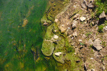 Algae Water pollution. Dirty pond, river, the lake . Environmental pollution,  catastrophe. Ecological catastrophe, the river is polluted with chemical waste, household waste. green marsh background